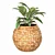 Natural Ficus in Wicker Basket 3D model small image 4