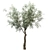 Mediterranean Glory: 3 Olive Trees 3D model small image 2