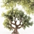  Majestic Olive Tree - Lifelike 3D Model 3D model small image 1