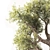  Majestic Olive Tree - Lifelike 3D Model 3D model small image 2