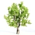 3 Tree Set: Willow Matsudana, Eucalyptus, Acacia 3D model small image 2