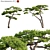 Taiwan Red Pine 3D Models 3D model small image 1