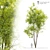 Fraxinus pennsylvanica Summit: Stunning Green Ash 3D model small image 1