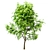Ailanthus Altissima Set: 4 Trees 3D model small image 5