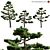 Japanese Black Pine | 3D Model 3D model small image 1