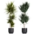 Exotic Plant Collection in Black Vases 3D model small image 3