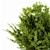 Branch in Vase: Cordifolia Beauty 3D model small image 3