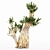 5 Bristlecone Pines - Stunning Tree Collection 3D model small image 2