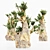 5 Bristlecone Pines - Stunning Tree Collection 3D model small image 4