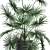 Exotic Palm Collection: Livistona, Coccothrinax, Thrinax 3D model small image 3