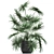 Exotic Palm Collection: Livistona, Coccothrinax, Thrinax 3D model small image 4