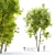 Fraxinus Pennsylvanica Summit: 10m Height, High Poly 3D Model 3D model small image 1