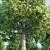 Elegant Oak Tree Sculpture 3D model small image 2
