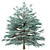 Blue Spruce Trio: Stunning Picea Pungens Set 3D model small image 6