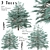 Blue Spruce Trio: Stunning Picea Pungens Set 3D model small image 9