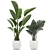 Exquisite Plant Collection in White Vases 3D model small image 2