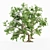 Leafy Assortment: 5 Broadleaf Trees 3D model small image 2