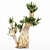 Majestic Bristlecone Pine Collection 3D model small image 2