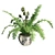 Lush Double Boston Fern: Incl. Pot 3D model small image 3