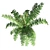 Lush Double Boston Fern: Incl. Pot 3D model small image 4