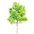 Exquisite Acacia Nilotica Wood 3D model small image 3