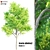Exquisite Acacia Nilotica Wood 3D model small image 4