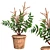 Elegant False Spirea in Pot 3D model small image 1