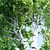 Polygons: 457,826 - Birch Tree
457,826 Polygons - Birch Tree
Birch Tree with 457 3D model small image 2