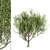 Mediterranean Beauty: Set of 3 Olive Trees 3D model small image 2