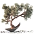 Exquisite Household Olive Plant 3D model small image 1