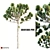 Natural Araucaria Pine Wood: Authentic, Durable 3D model small image 1