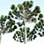 Natural Araucaria Pine Wood: Authentic, Durable 3D model small image 2