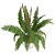 Cinnamon Fern: Potted Greenery Elegance 3D model small image 2