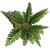 Cinnamon Fern: Potted Greenery Elegance 3D model small image 3