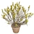 Springtime Blooming Broom with Pot 3D model small image 2