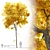 Dynasty Chinese Elm: Autumn Beauty 3D model small image 1