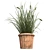  Realistic Cattail Plant with Pot 3D model small image 2