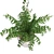 Lush Western Sword Fern in Pot 3D model small image 2