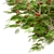 Flamboyant Trees Set: 3 Magnificent Royal Poinciana 3D model small image 3