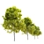 Cleveland Norway Maple: Twin Trees, 10-14m 3D model small image 3