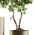 Bonsai Ficus: Indoor Plant Set 91 3D model small image 2