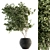 Olive Indoor Plant Set: Stylish Greenery for Your Home 3D model small image 1