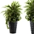 Tropical Elegance: Indoor Palm Set 3D model small image 1