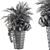 Tropical Elegance: Indoor Palm Set 3D model small image 4