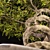 Speedtree Designed Weed Bonsai 3D model small image 3