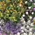 Beautiful Blooming 4m Flower Bed 3D model small image 4