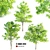 3 Premium Ash Trees | Heights: 11.3m, 12.30m, 13m 3D model small image 4