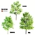 Assorted Tree Set: Acacia, Oak, Katsura 3D model small image 1