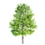 Assorted Tree Set: Acacia, Oak, Katsura 3D model small image 2