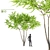 Aylant 3-in-1: Ailanthus Altissima Collection 3D model small image 1